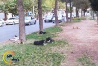 حضور گلهای سگها در خیابان ها و بینتیجه ماندن جلسات حضور گلهای سگها در خیابان ها و بینتیجه ماندن جلسات