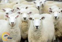 محکومیت ۱۳ میلیارد ریالی قاچاقچی دام زنده در کهگیلویه و بویراحمد محکومیت ۱۳ میلیارد ریالی قاچاقچی دام زنده در کهگیلویه و بویراحمد